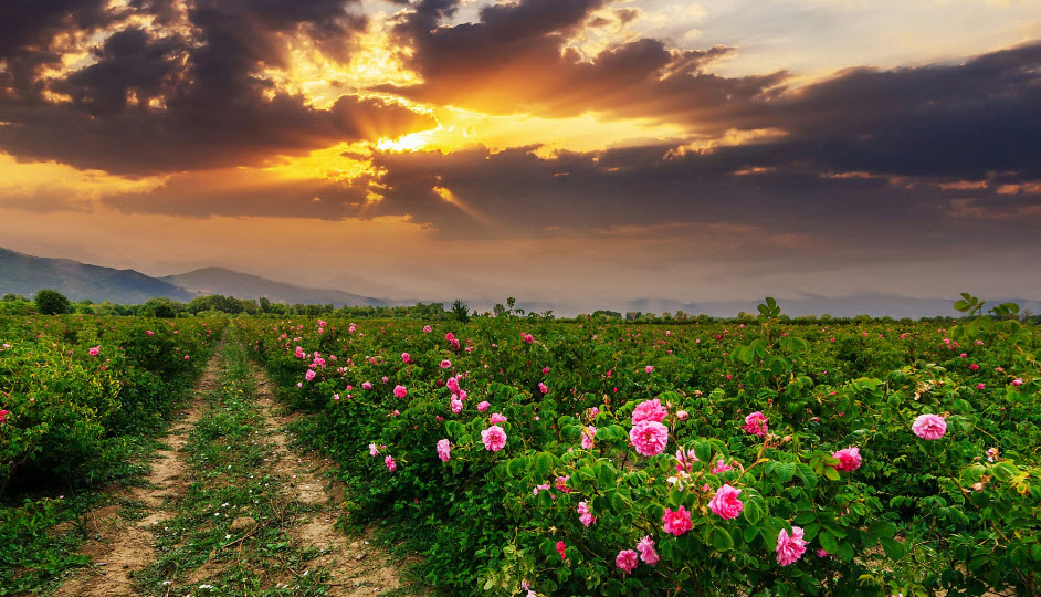 Rose Valley Bulgaria, Bulgaria